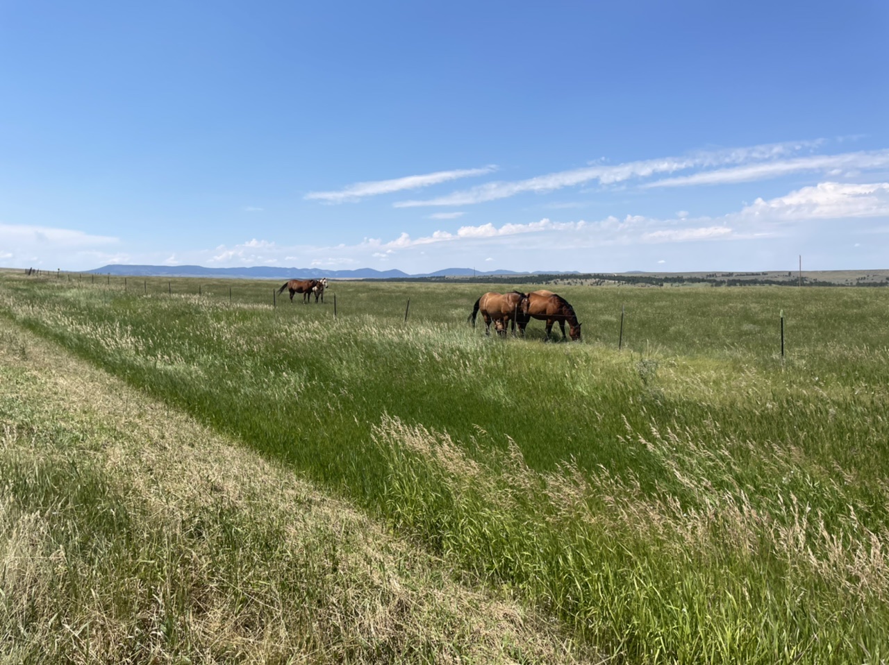 The animals I expected to see along the road in Montana 