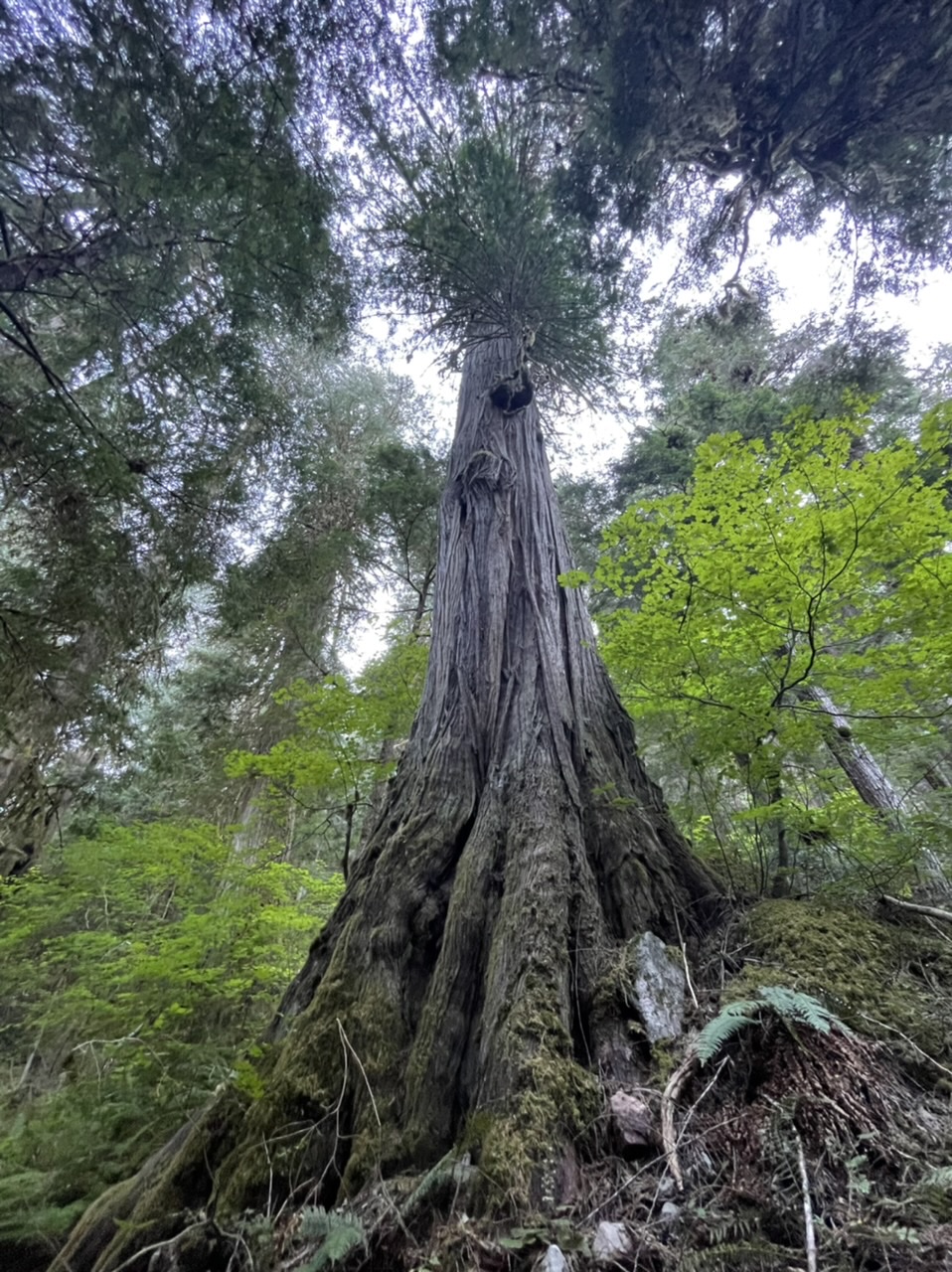 One of the many huge trees along Thunder Creek