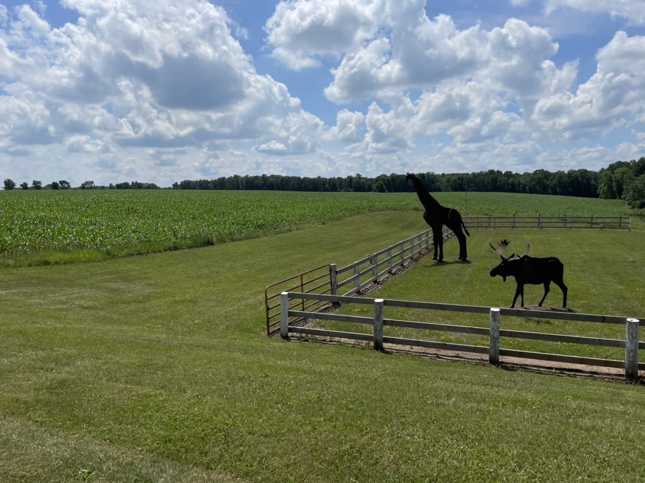 A giraffe and a moose (sculptures) hanging out at a farm