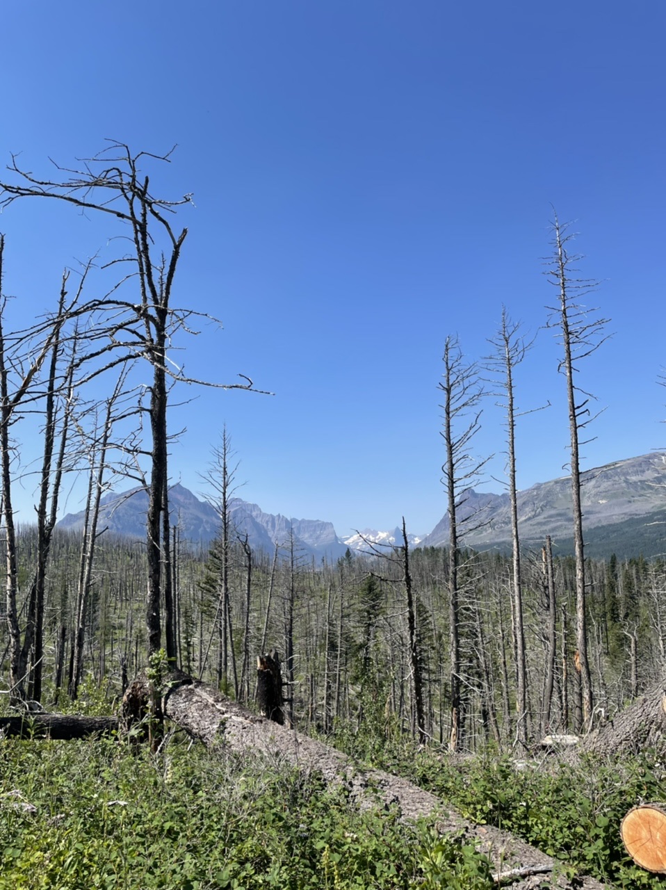 A large portion of my hike today was through the scar of a wildfire from some years back