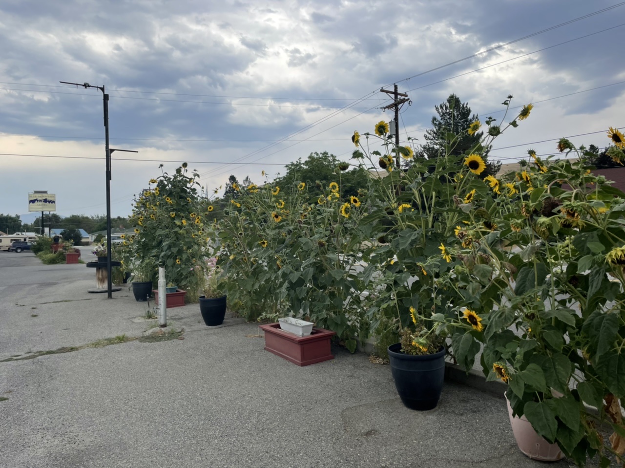 The motel has quite the collection of potted sunflowers