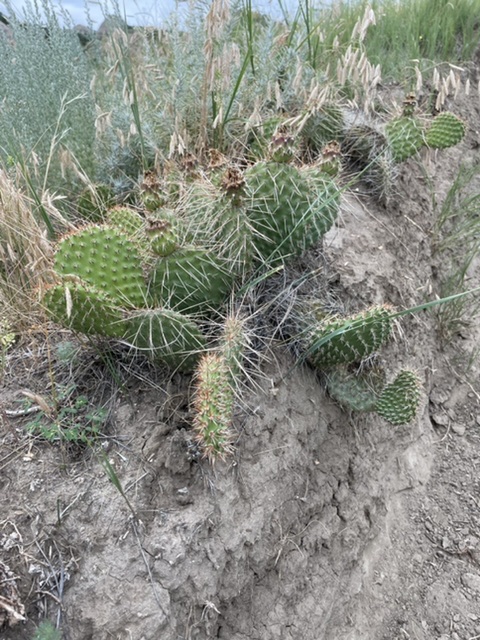 Definitely out west now - there are cacti