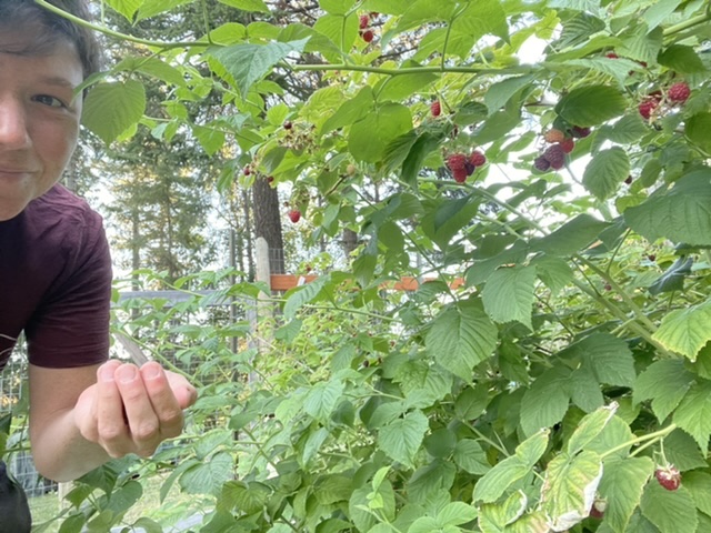 Picking a handful of raspberries for dessert