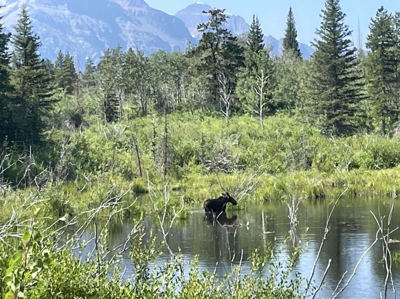 A moose at Beaver Pond