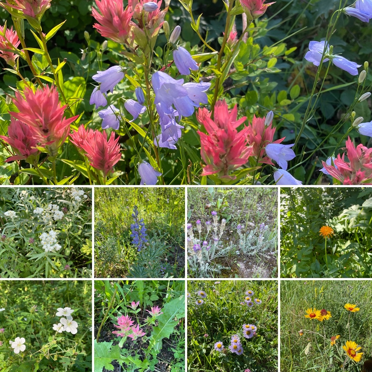 Some of the many wild flowers along my hike today