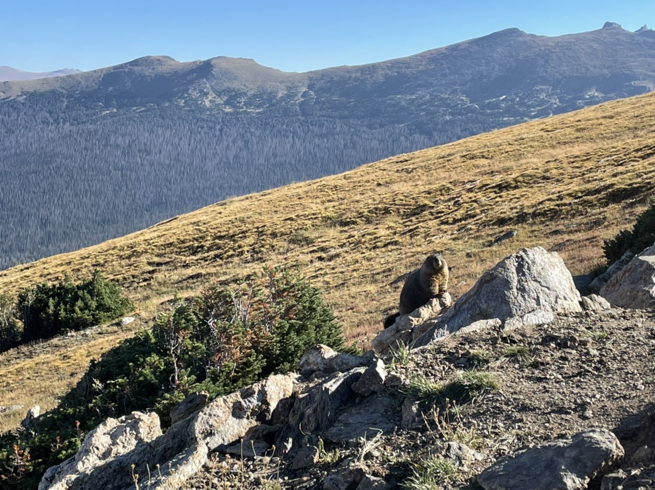 A marmot kindly posing for me