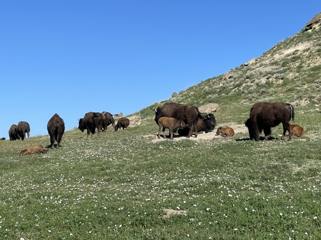 A herd of bison with some young calves