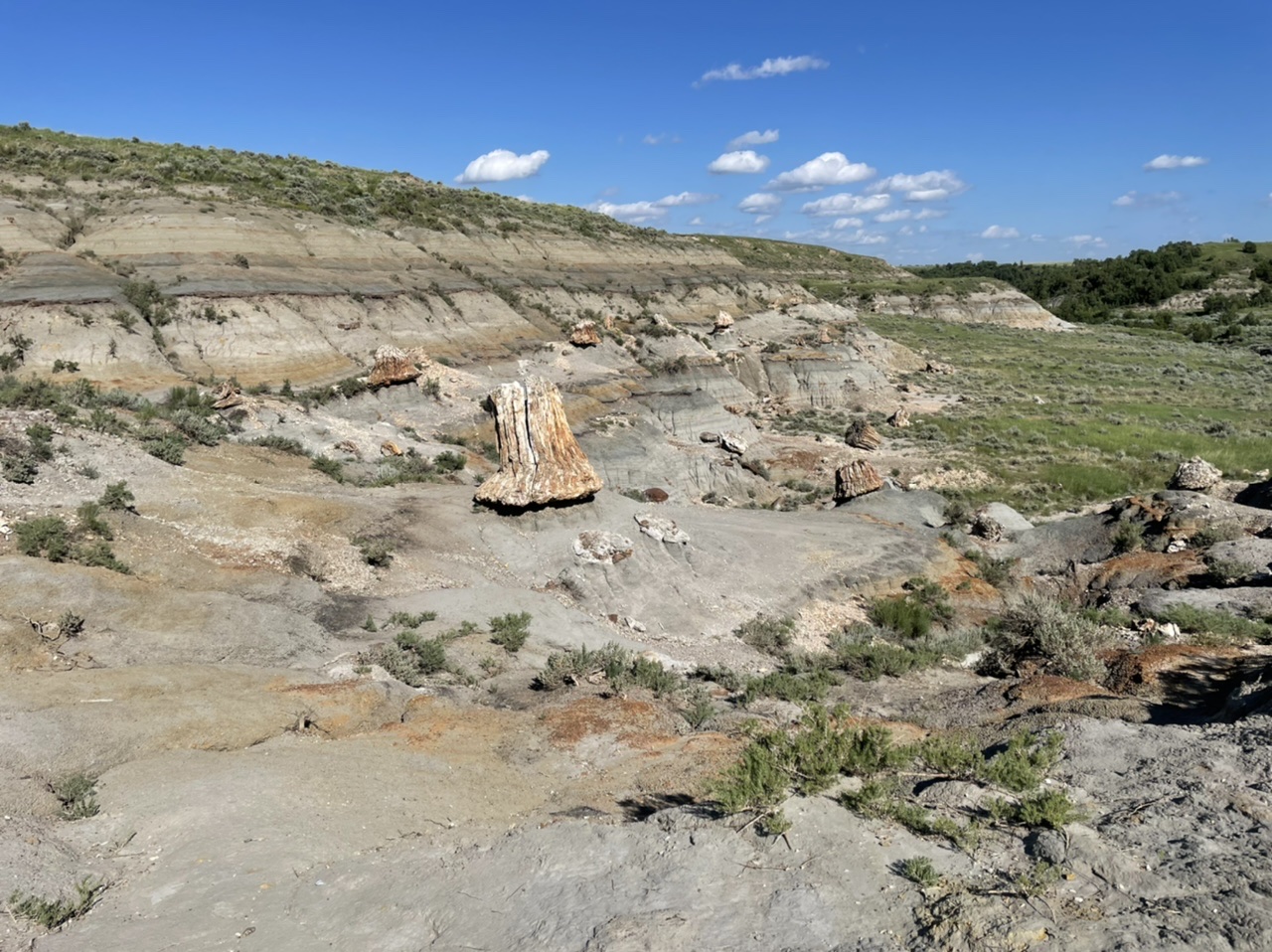 Part of the petrified forest. You can see the petrified tree stumps scattered along the landscape