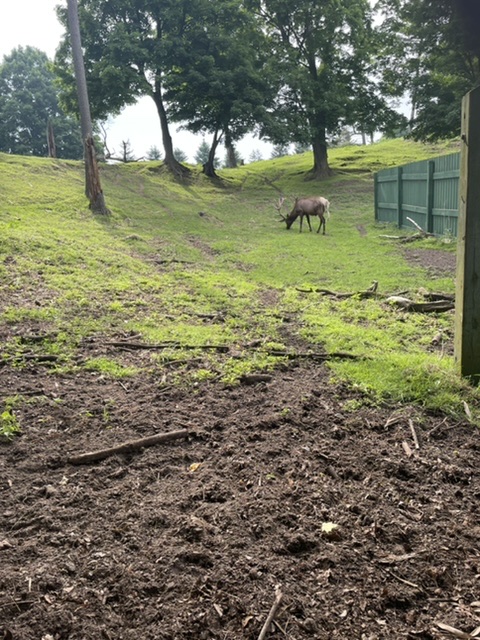 There are elk at the campground tonight!