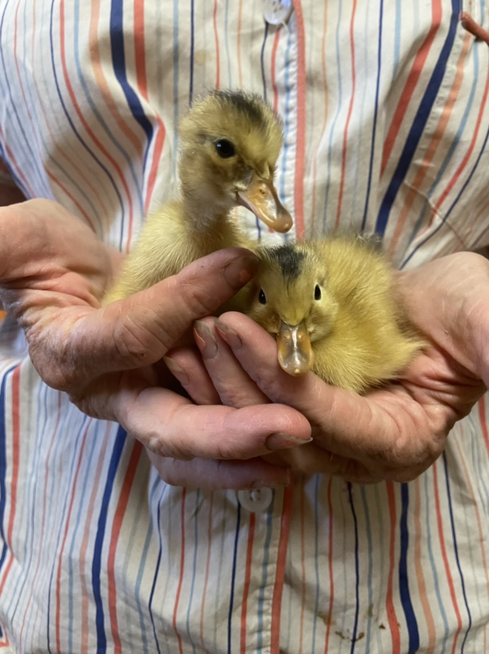 A couple of Katherine’s newly hatched ducklings