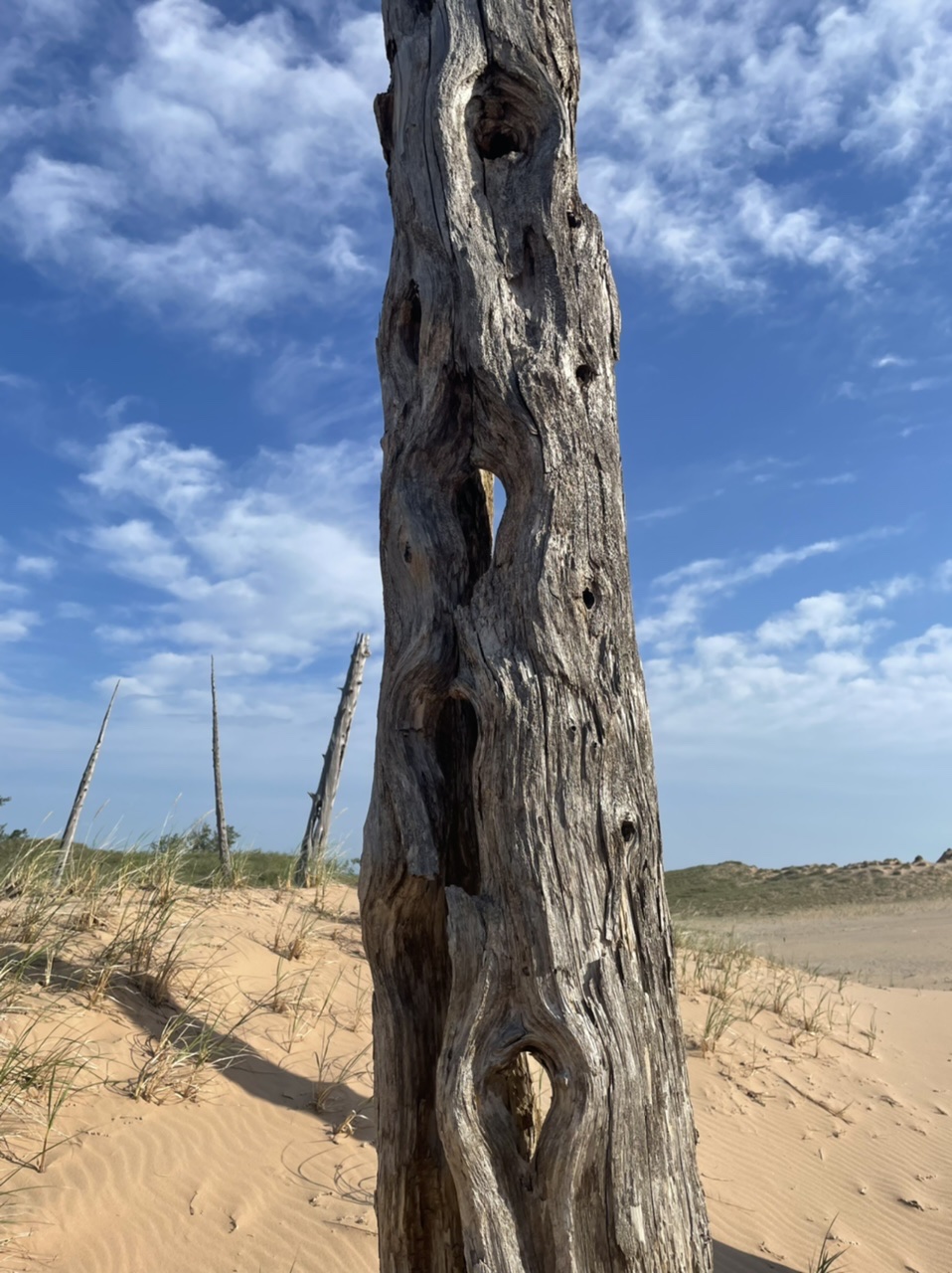 The trunk of a ghost tree