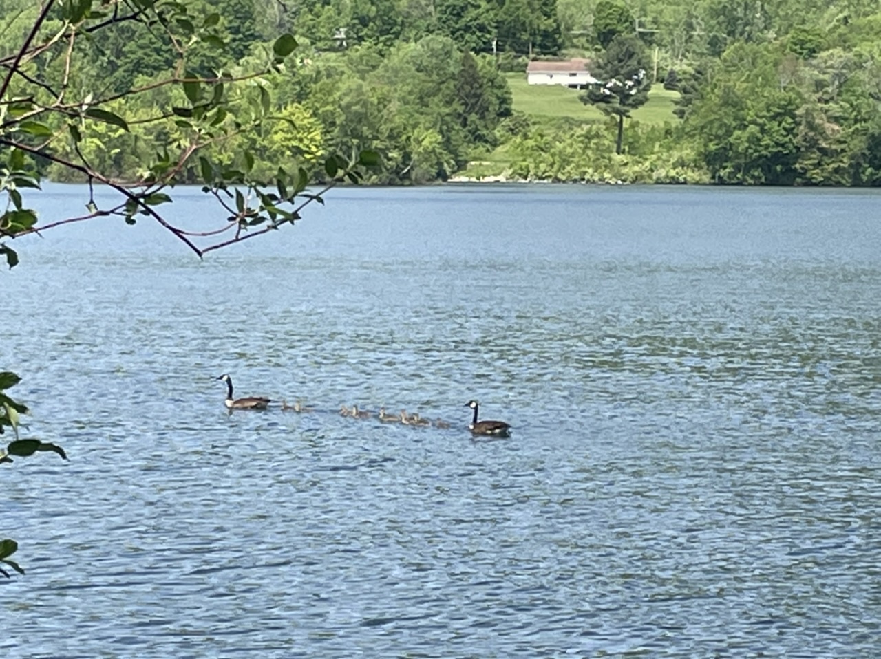 A family of geese with the parents at the fire and aft ferrying along the goslings