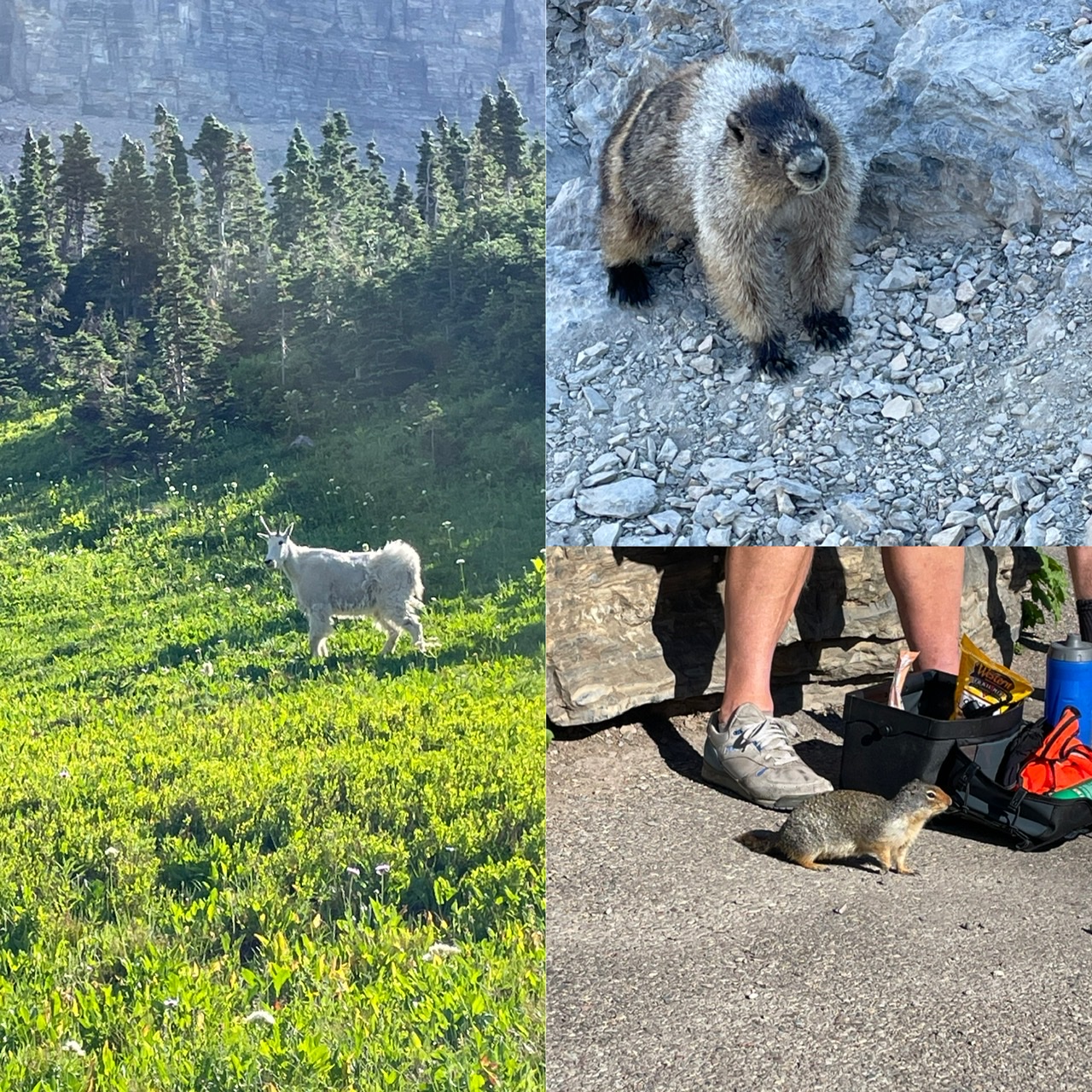 The animals of Logan Pass - mountain goat, marmot, and ground squirrel