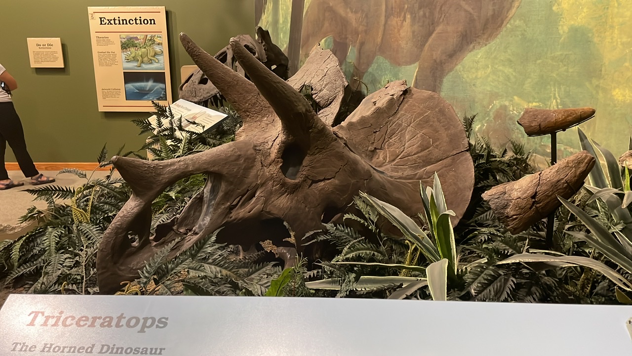 The triceratops skull at Makoshika State Park