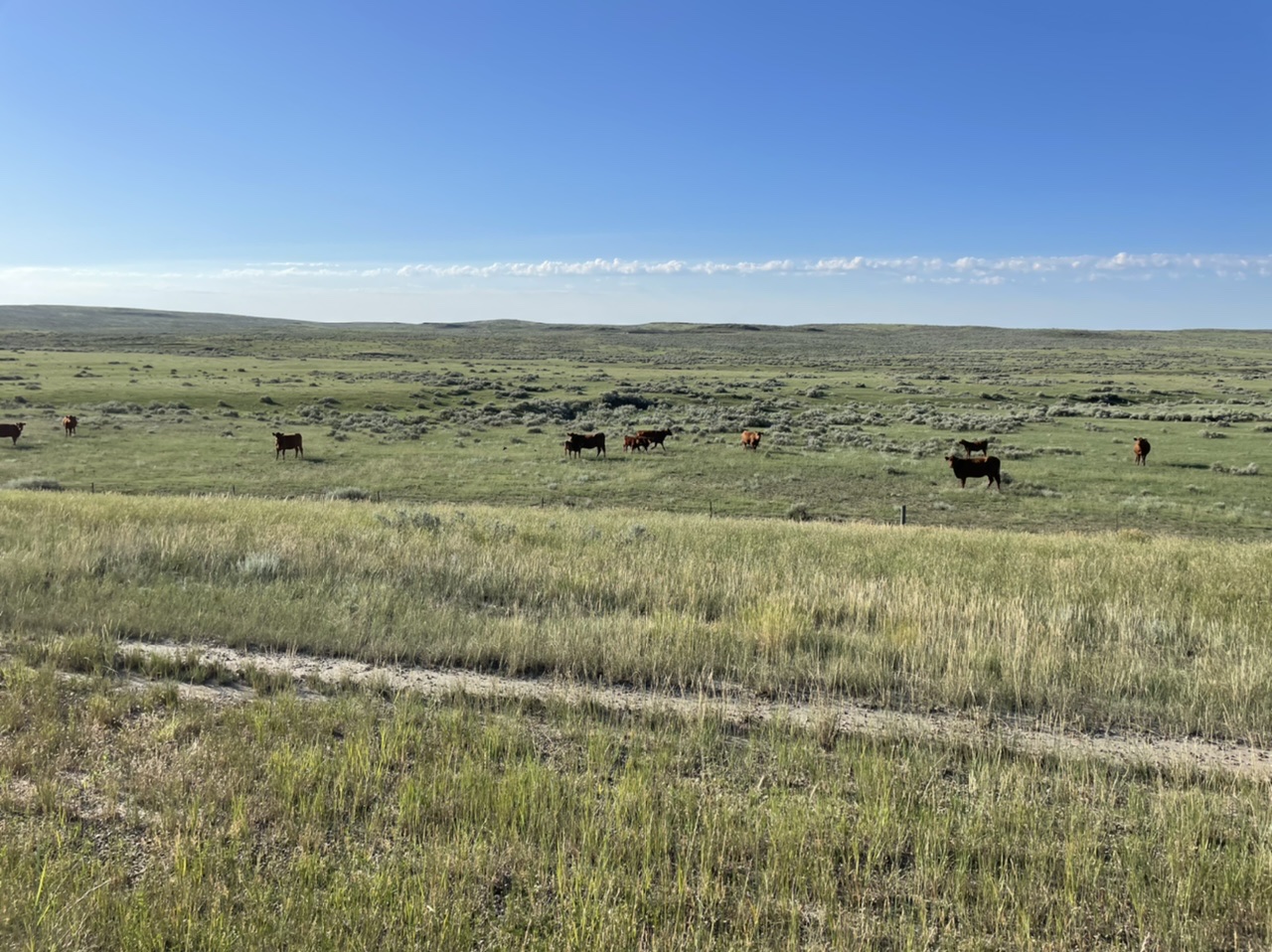 Curious cows