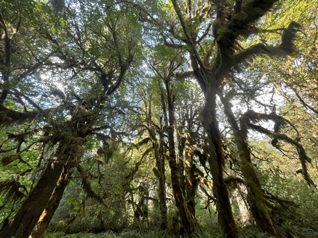 Looking up at the moss covered giants in the Hoh Rainforest