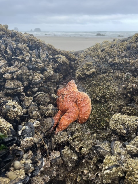 A starfish nestled in the rocks at Shi Shi Beach